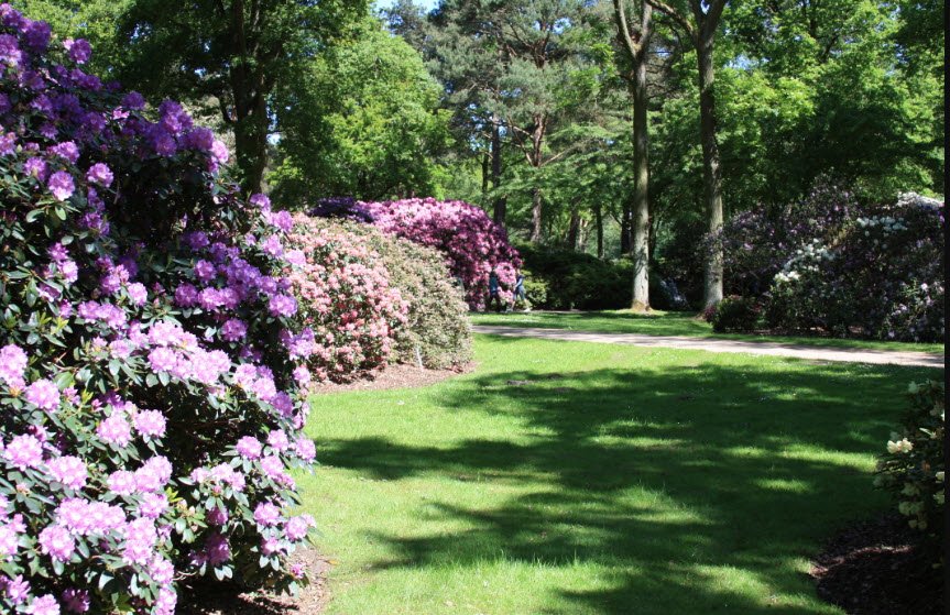 Rhododendron-Park Bremen, Germany